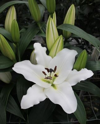 CRIN IMPERIAL - FARFALLA - Pachet 2 bulbi