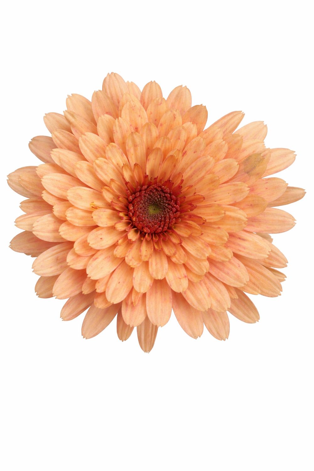 CRIZANTEMA ASTRIX SALMON - T102