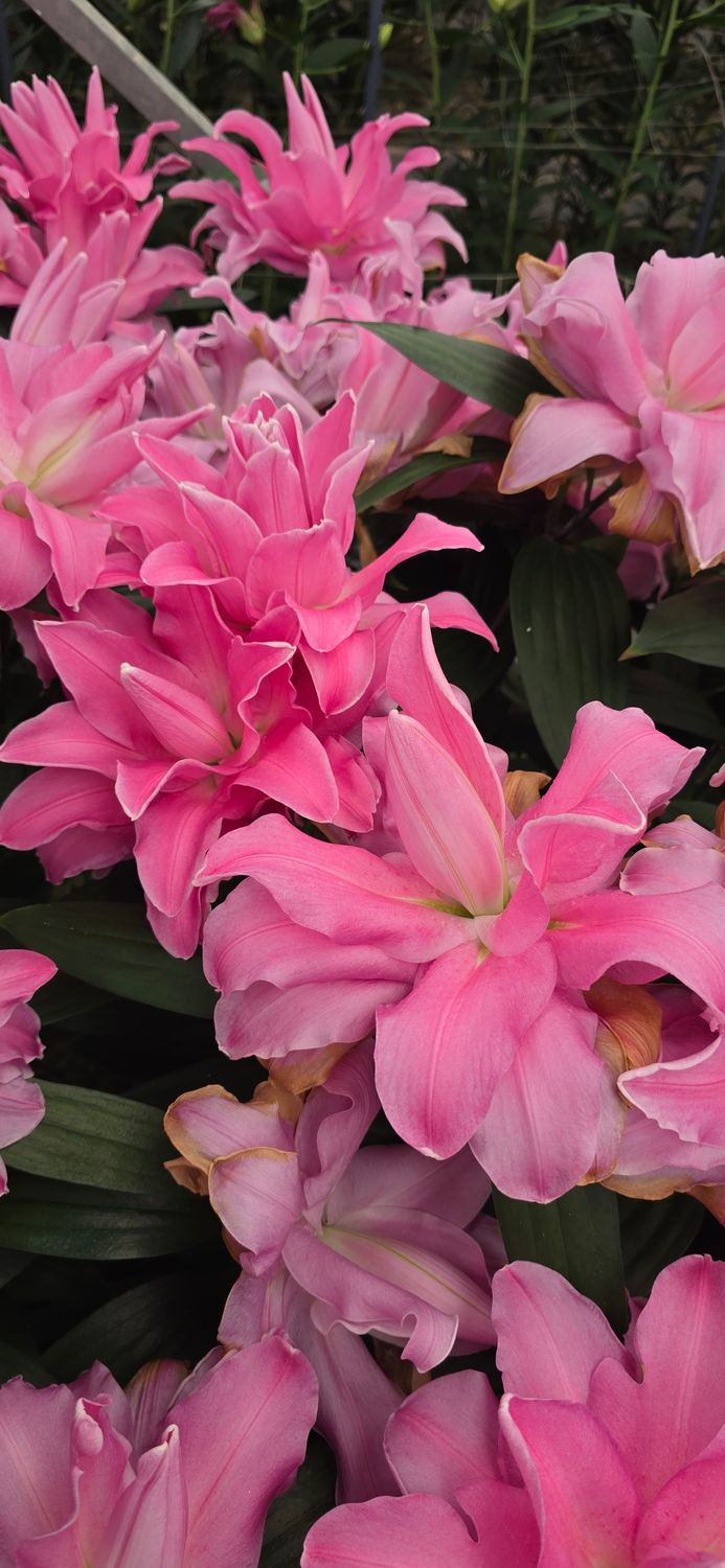 CRIN REGAL - GEMSTONE - Pachet 2 bulbi