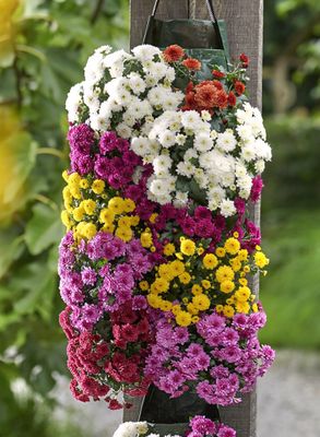 SKYFALL MIX - T102 BUC 6 CULORI