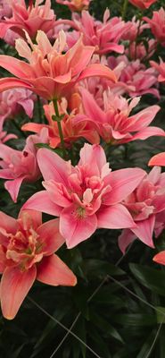 Crin Asiatic dublu - Finishline - Pachet 3 bulbi 