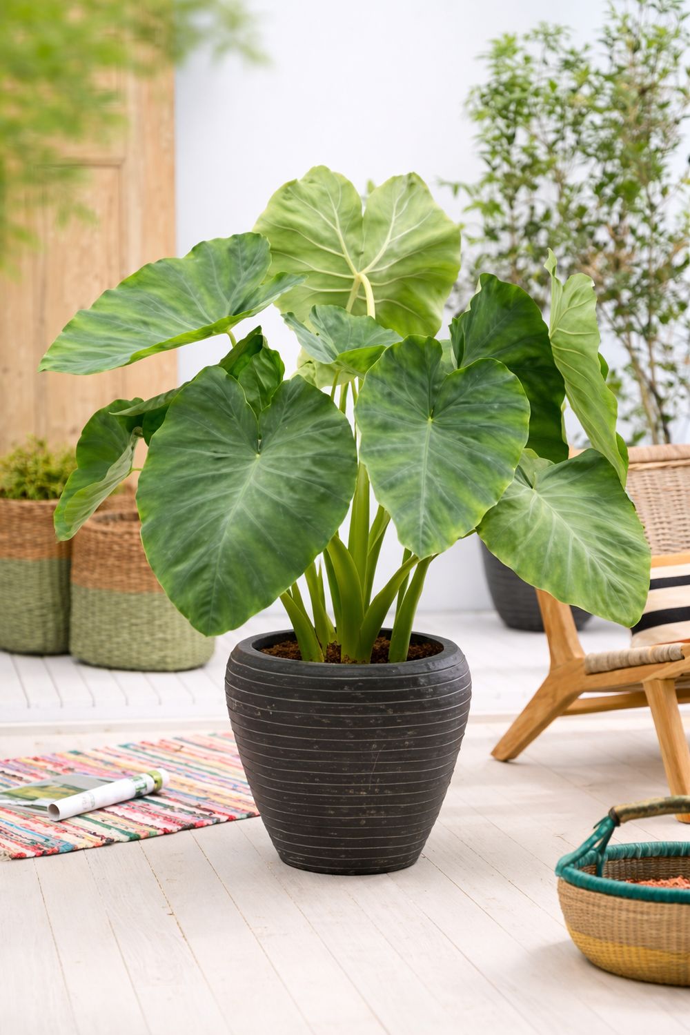 Colocasia Esculenta 'COCO'