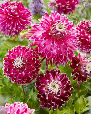 DAHLIA - VANCOUVER - 1 buc