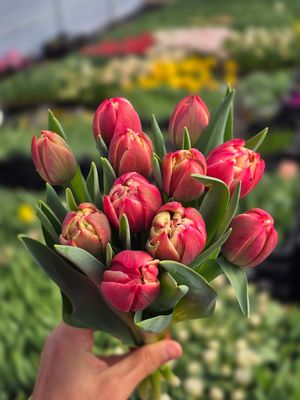 Lalele pentru fir - Columbus