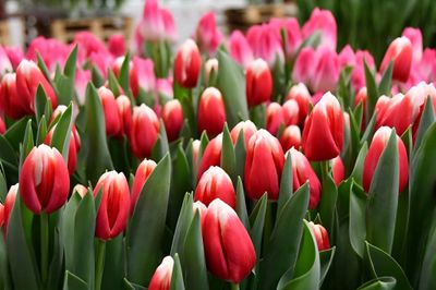 Lalele pentru fir - Lech Walessa