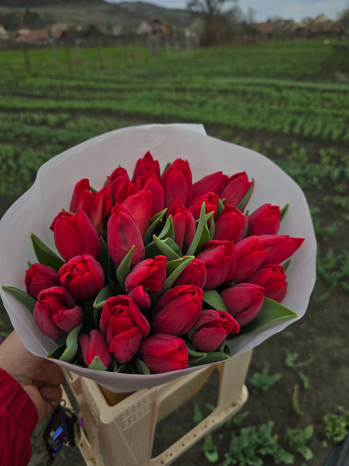 Lalele pentru fir - Strong love