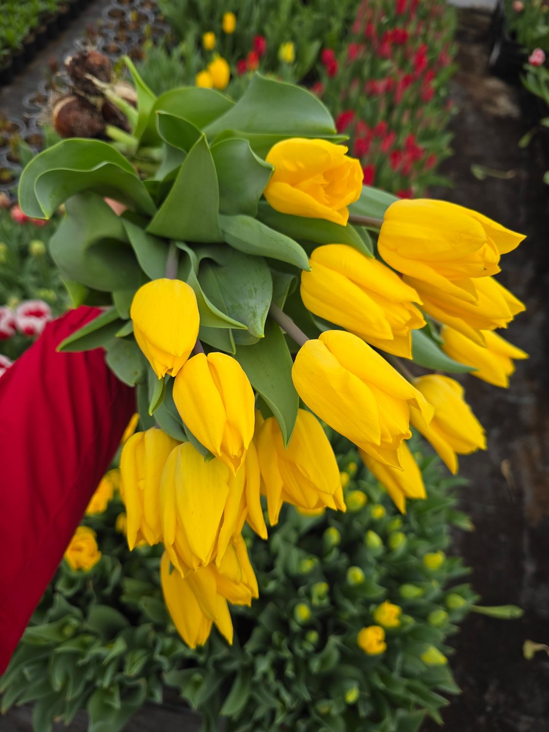 Lalele pentru fir - Strong Gold