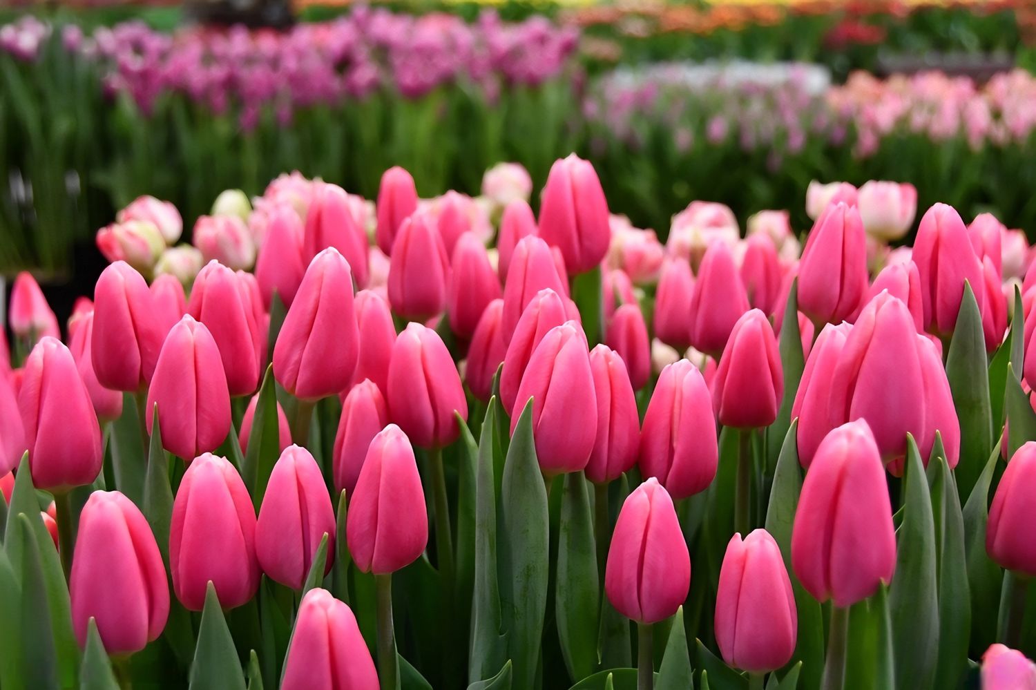 Lalele pentru fir - Milkshake