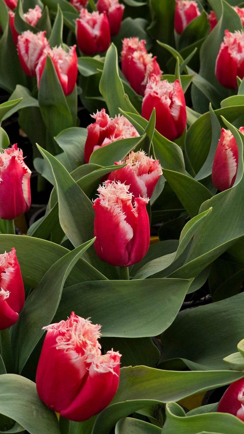 Lalele pentru ghiveci New Santa