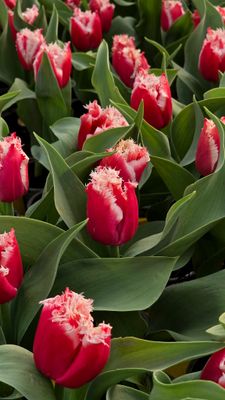 Lalele pentru ghiveci New Santa