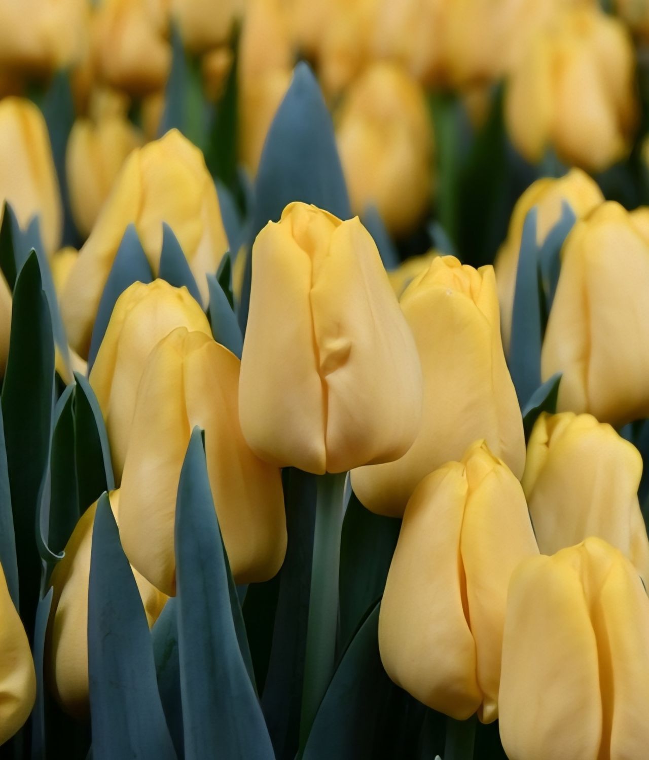 Lalele pentru fir - Lobke