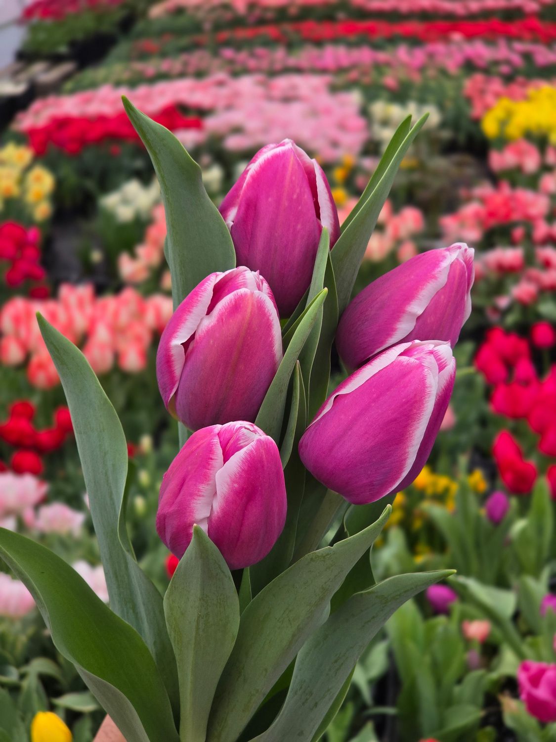 Lalele pentru fir - Outlook