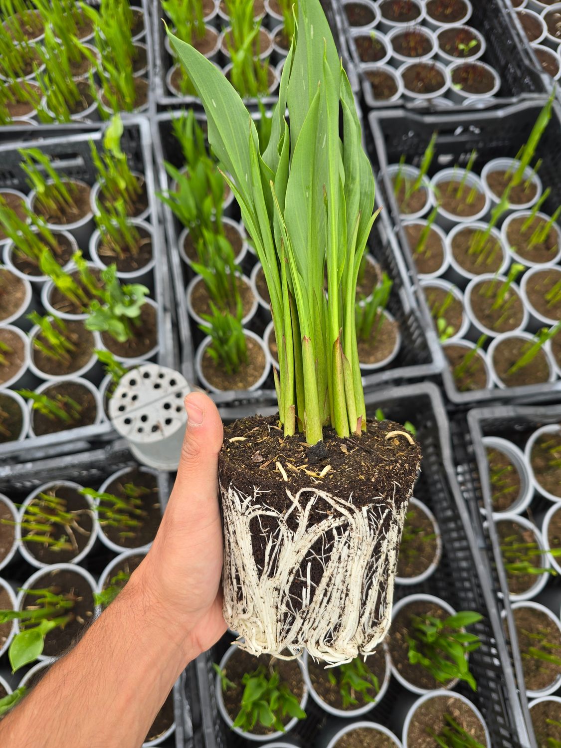 Secretul Florilor - Galben - Îngrășământ pentru stimularea sistemului radicular - 1 Kg