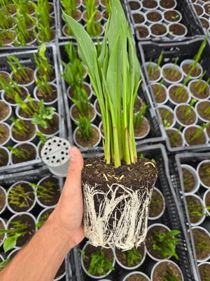 Secretul Florilor - Galben - Îngrășământ pentru stimularea sistemului radicular - 1 Kg