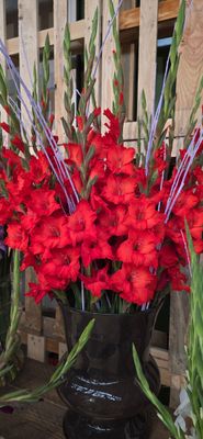 DEMARRAGE -  10 bulbi