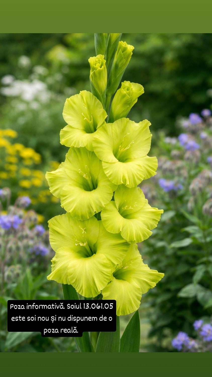 13.061.05 - SOI NOU - 10 bulbi