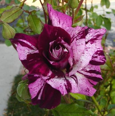 PURPLE TIGER ®