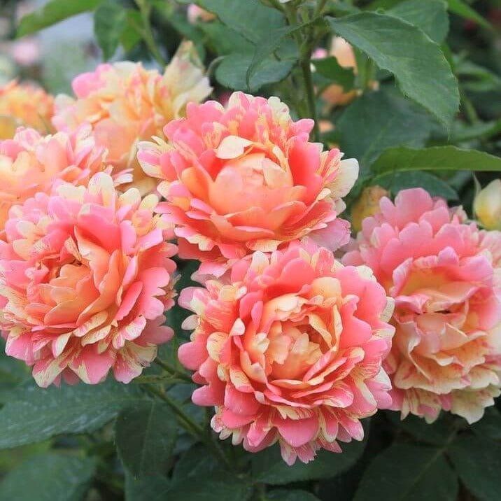 ROSE DES CISTERCIENS ®