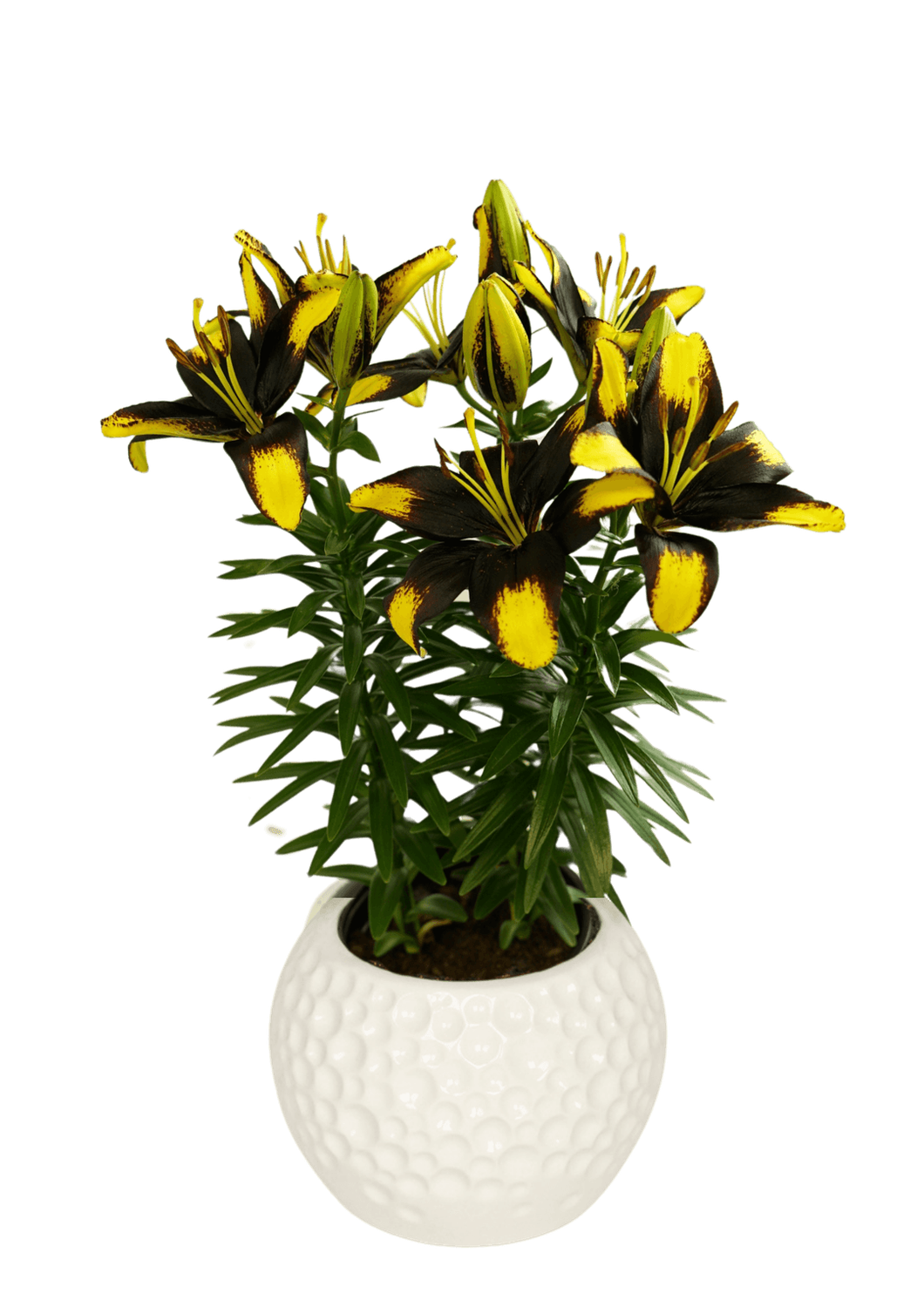 TINY MASSIVE - 10 BULBI