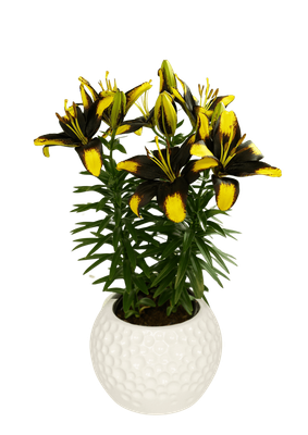 TINY MASSIVE - 10 BULBI