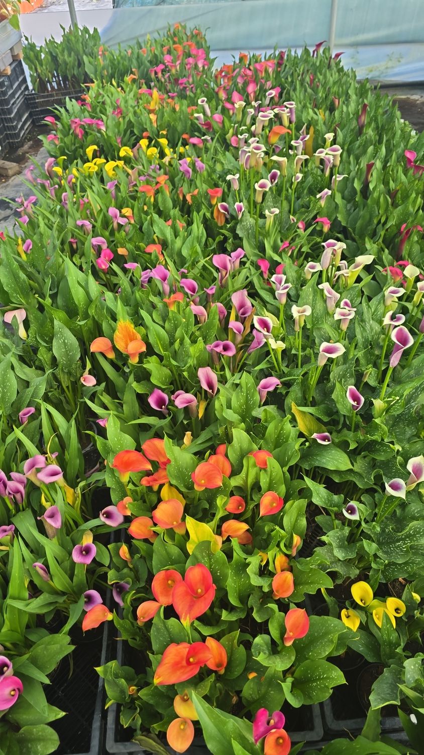 MIX 10 BULBI CALLA 