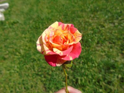 HAPPY CHLORIS ®