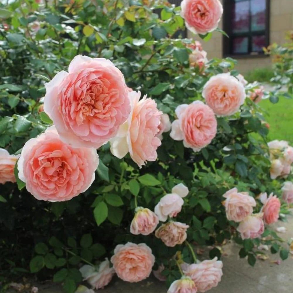 ABRAHAM DARBY ®