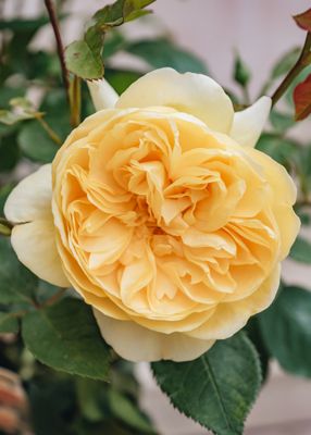DAVID AUSTIN GALBEN ®