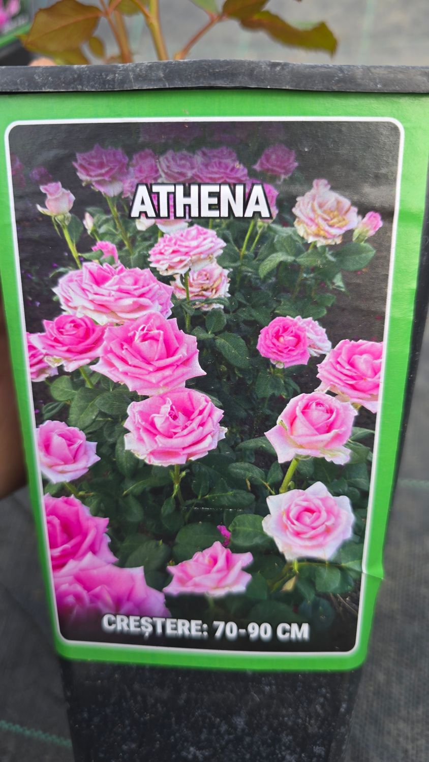 ATHENA