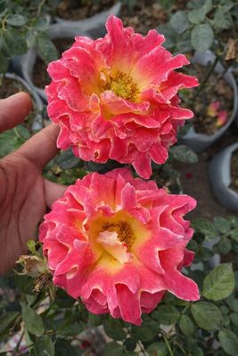PINK LADY RUFFLES