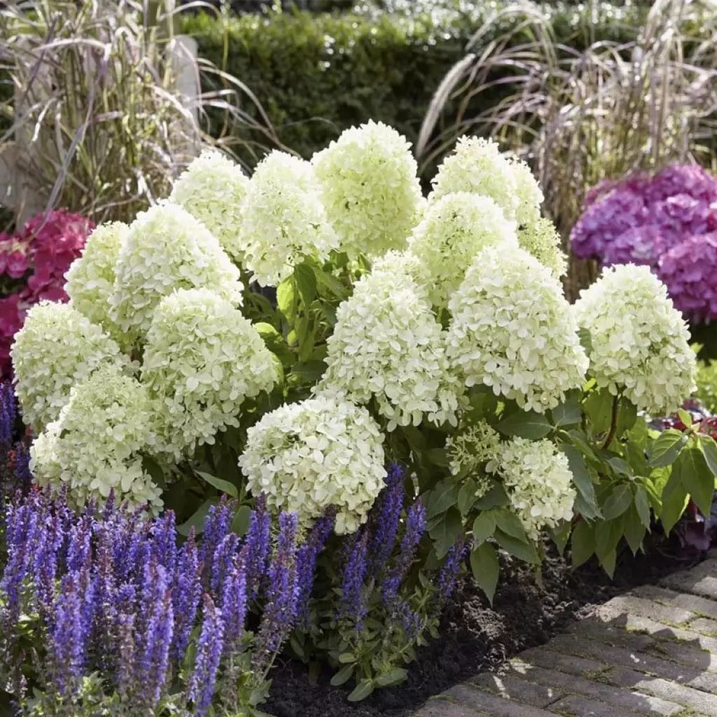 HORTENSIA PANICULATA 'LITTLE FRESCO' ® - P12