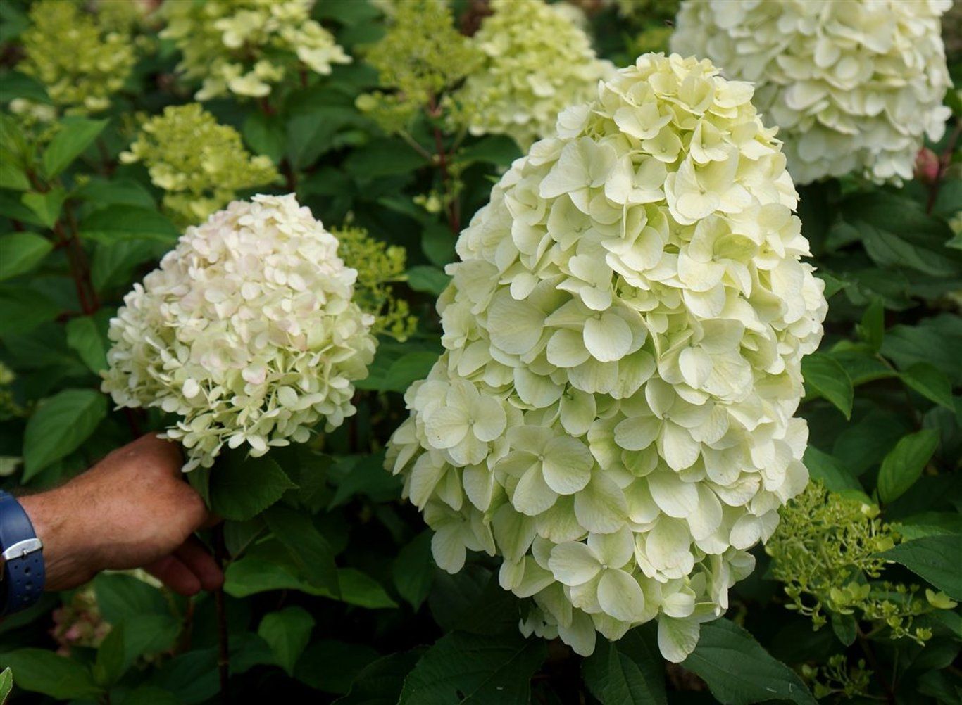 HORTENSIA PANICULATA 'HERCULES' - P14