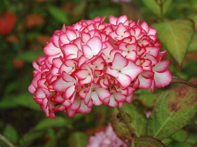 HORTENSIA MACROPHYLLA 'MIRAI' - P12