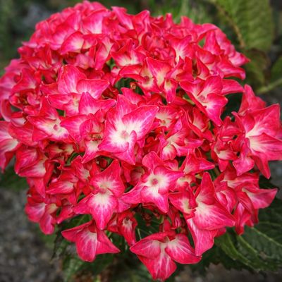 HORTENSIA MACROPHYLLA 'RED ANGEL' - P12