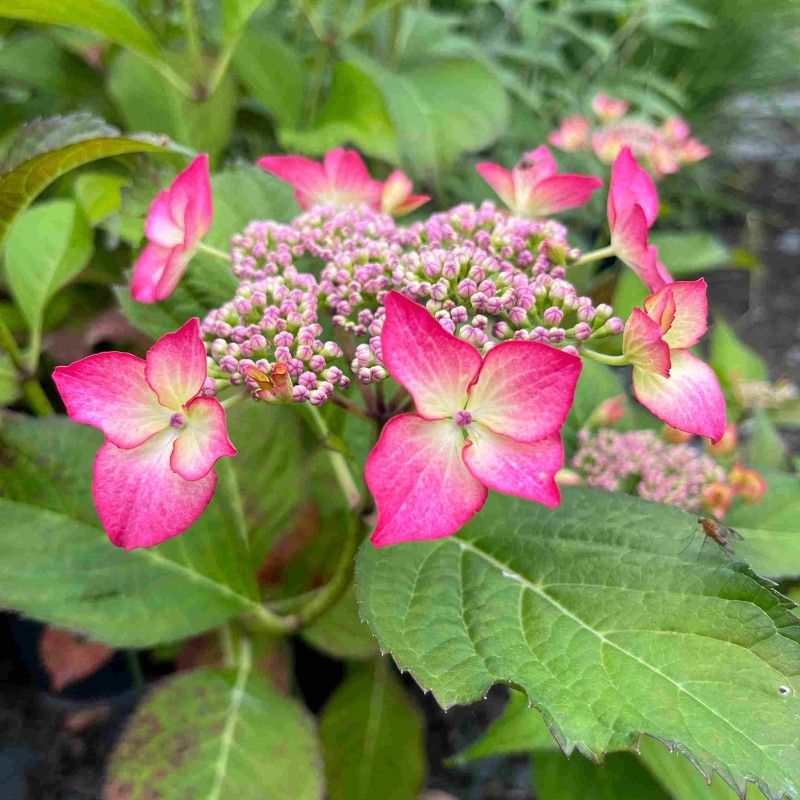 HORTENSIA MACROPHYLLA 'SELINA' - P12