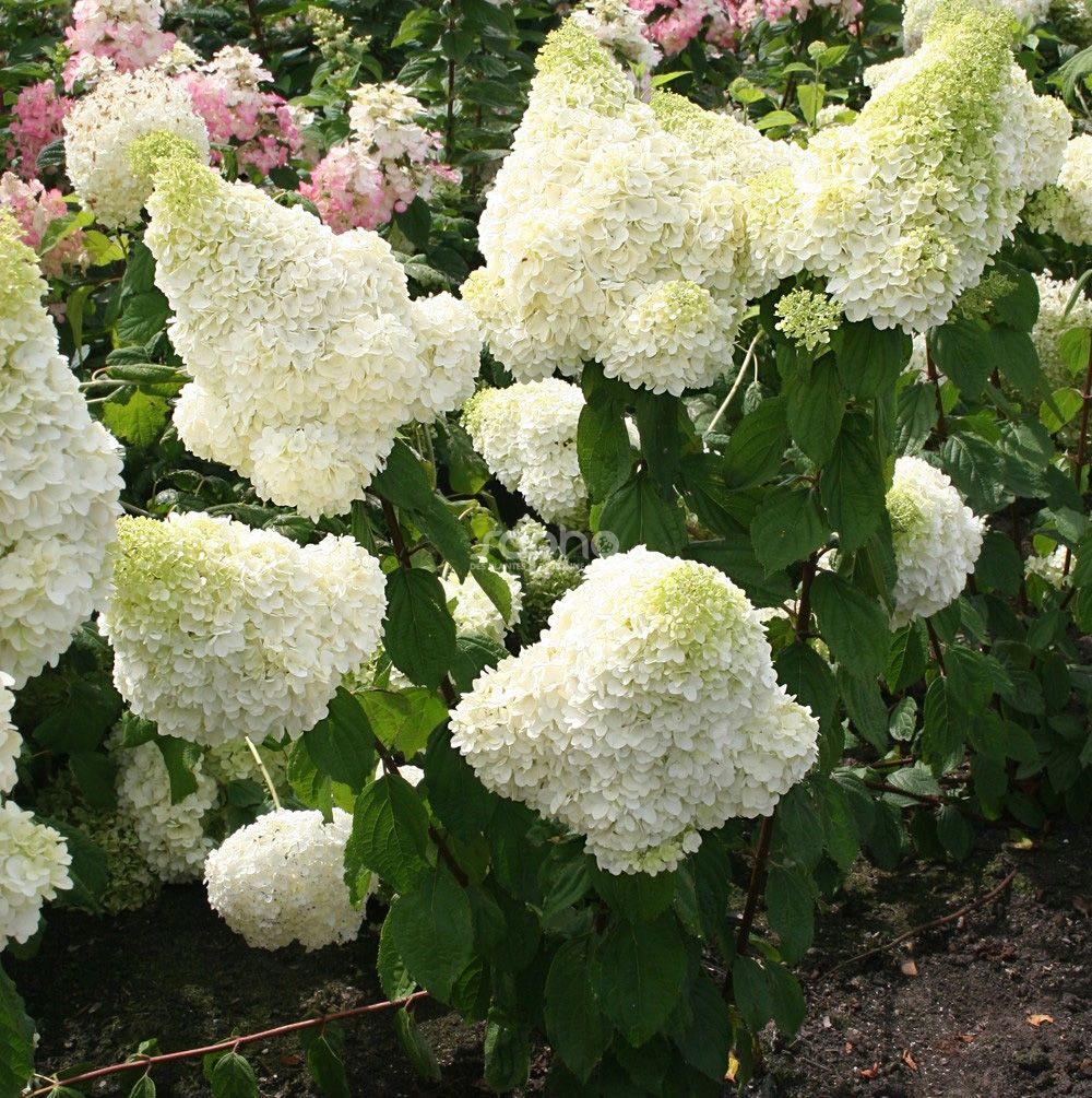 HORTENSIA PANICULATA 'MAGICAL MOONGLIGHT'® - P12
