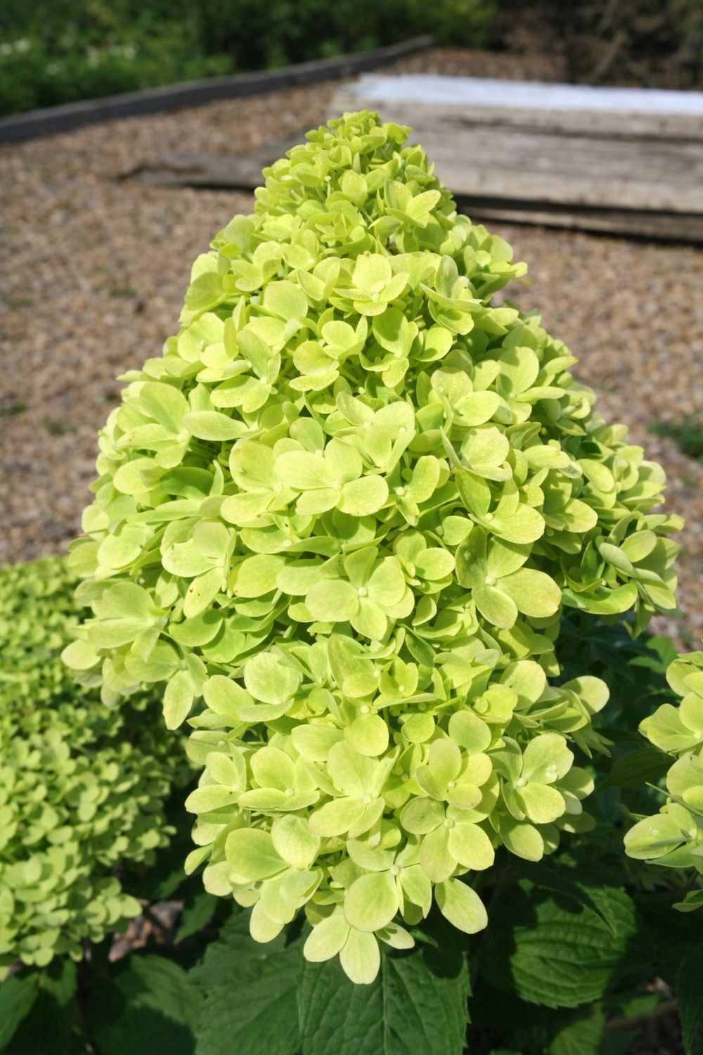 HORTENSIA PANICULATA 'MOJITO' ® - P12
