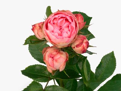 LOVELY ROCOCO