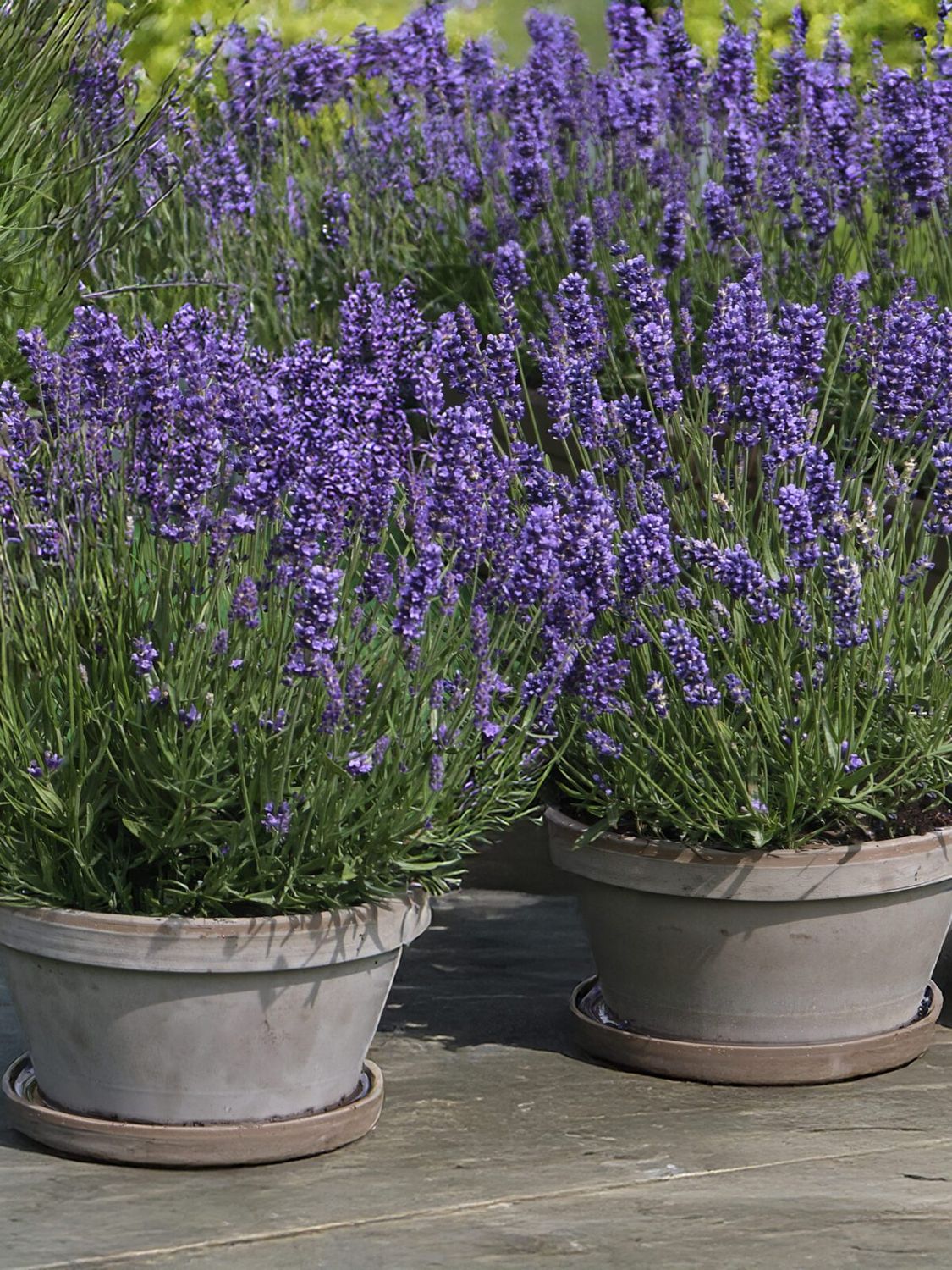 LAVANDA HAVANNA - tava 104 plante