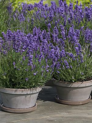 LAVANDA HAVANNA - tava 104 plante