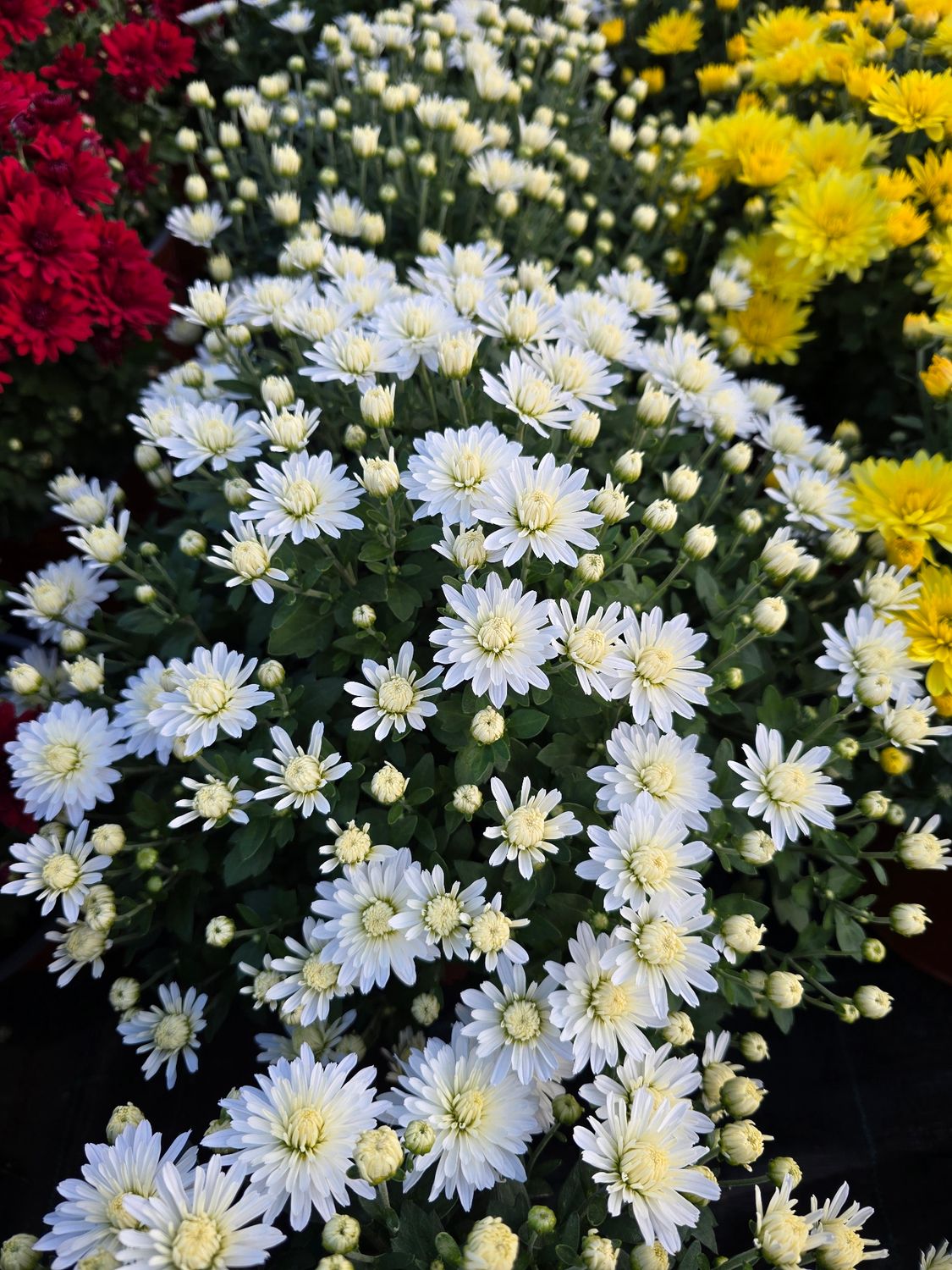 CRIZANTEMA ALBA MULTIFLORA - T100