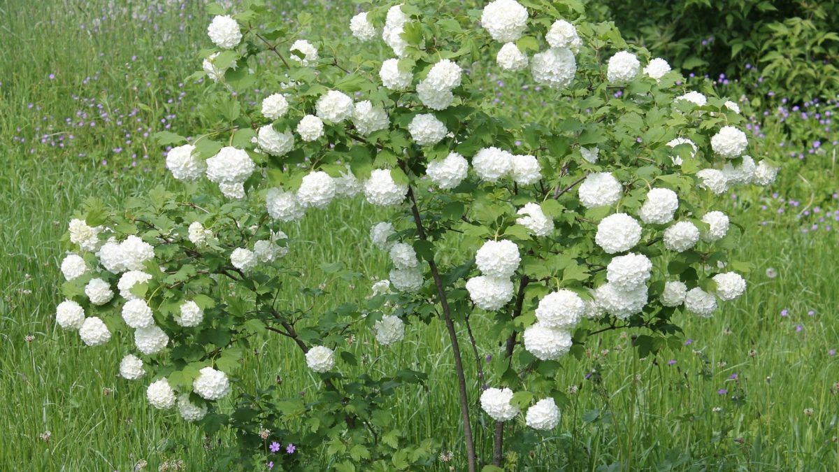 VIBURNUM OPULUS - BULGARE DE ZĂPADĂ P9
