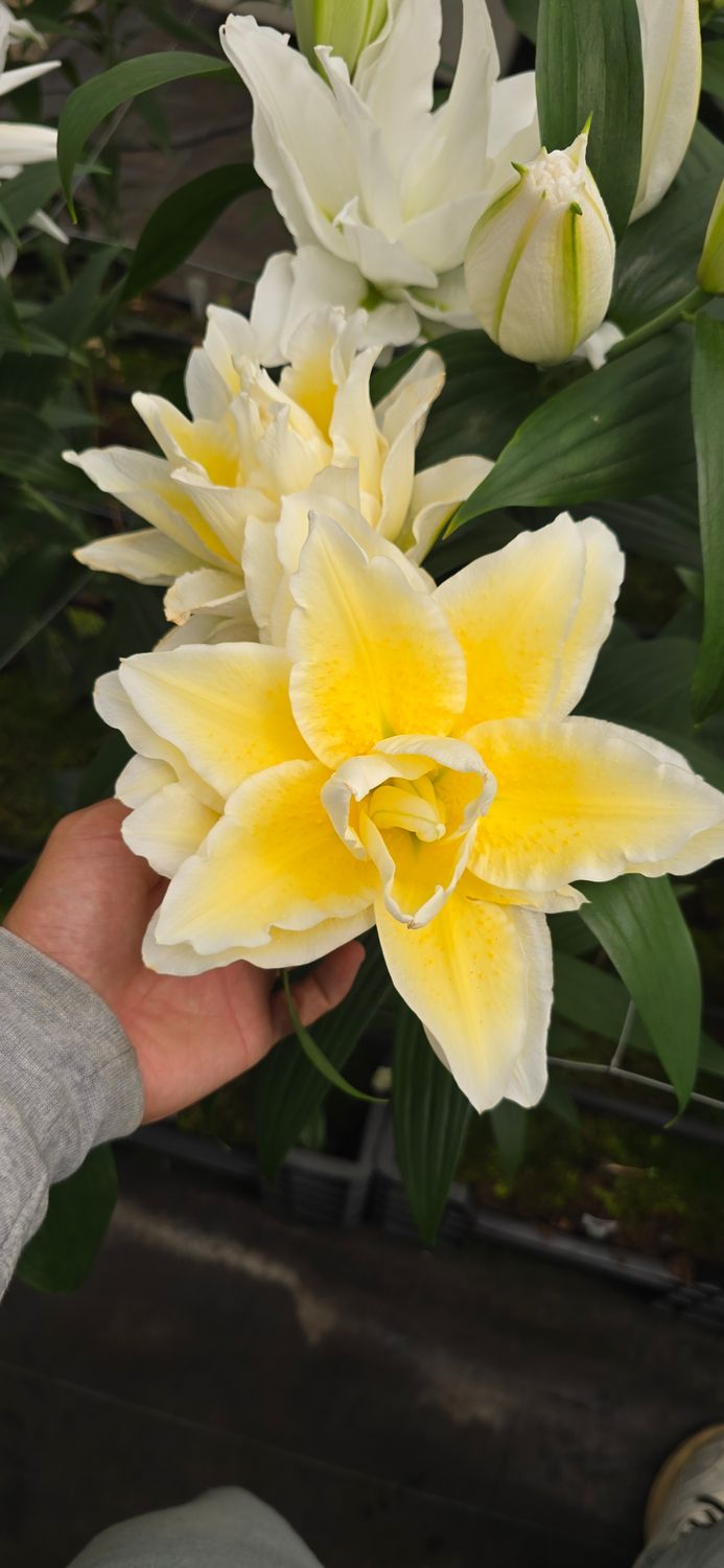 CRIN REGAL LUDWINA - Pachet 2 bulbi