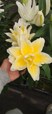 CRIN REGAL LUDWINA - Pachet 2 bulbi