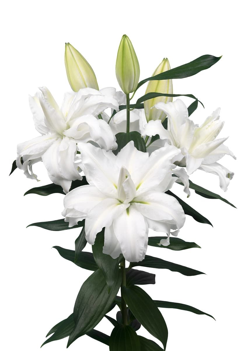 CRIN REGAL EDSILIA - Pachet 3 bulbi