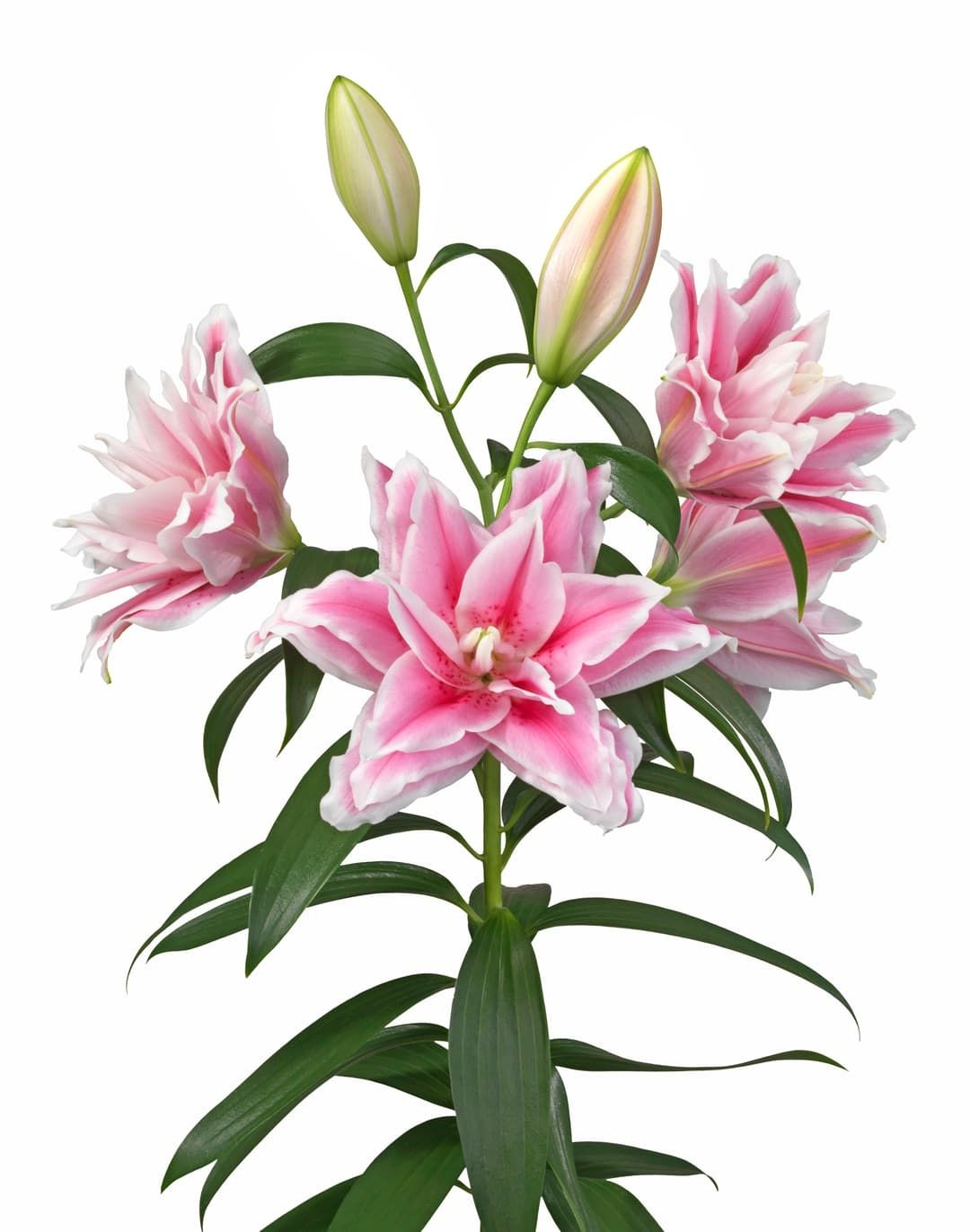 CRIN REGAL LUCIA - Pachet 3 bulbi