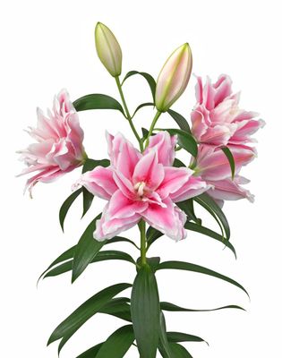 CRIN REGAL LUCIA - Pachet 3 bulbi