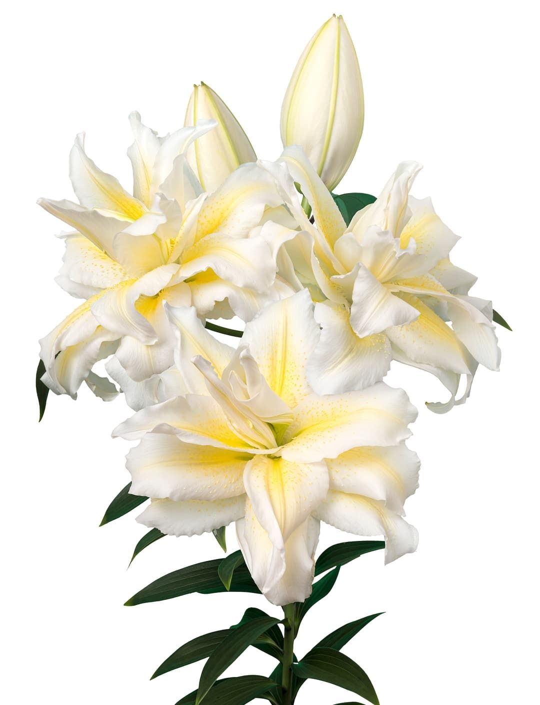 CRIN REGAL IRVANA - Pachet 2 bulbi