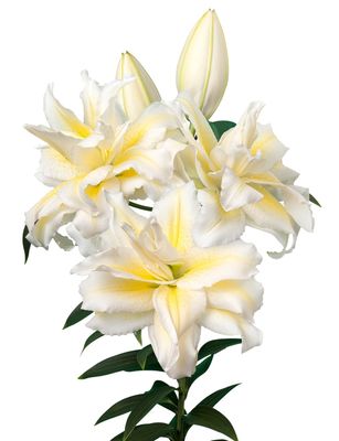 CRIN REGAL IRVANA - Pachet 2 bulbi
