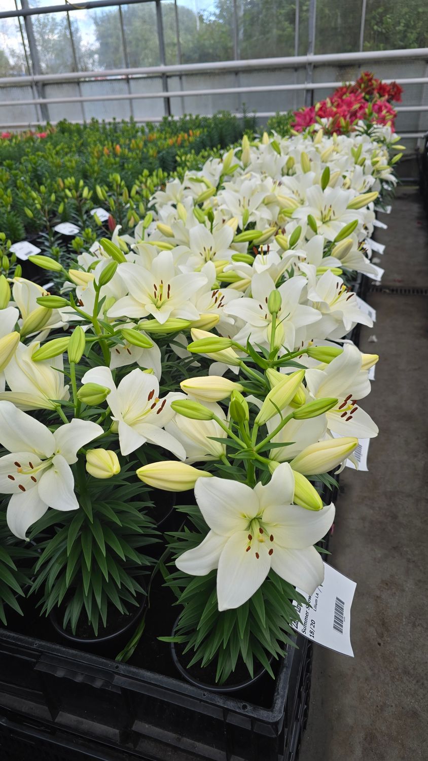 CRIN PITIC ASIATIC - SUMMER SNOW - Pachet 5 bulbi